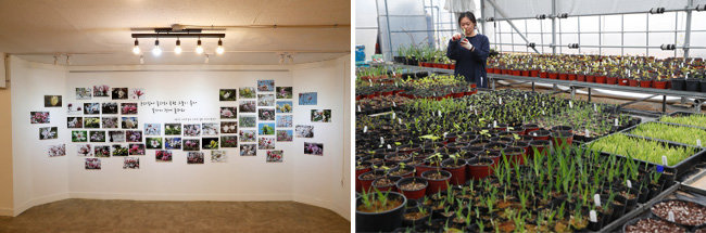 천리포수목원의 다양한 목련 꽃 사진을 전시한 밀러가든갤러리(왼쪽)와묘목원. [김형우 기자]