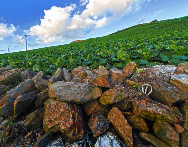 돌밭을 일궈 만든 고랭지 배추밭은 농부가 척박한 땅에 피워낸 풍요의 상징이다.