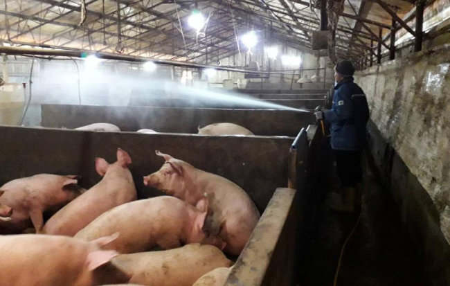 미국이 중국에서 발생해 확산 중인 아프리카돼지열병에 대한 우려로 밀수입된 중국산 돼지고기를 압수했다고 블룸버그통신이 3월 16일 보도했다. [뉴스1]