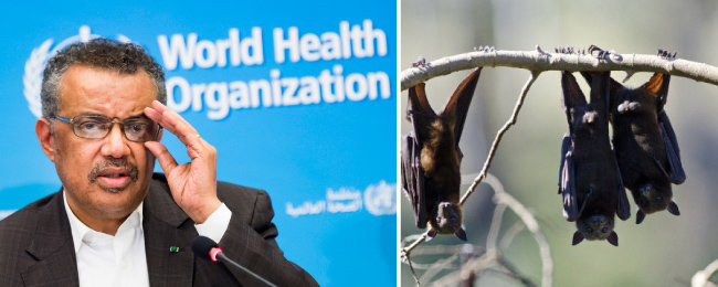 국제사회 코로나19 대응을 총괄하고 있는 테워드로스 아드하놈 거브러여수스 세계보건기구(WHO) 사무총장(왼쪽)과 코로나19를 인간에 전파한 것으로 분석된 박쥐. [AP=뉴시스, AFP=뉴스1]