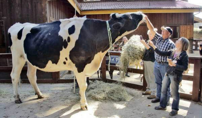 미국 캘리포니아주 유리카의 한 동물원에서 사는 홀스타인종 젖소. 몸무게 1t, 키 193㎝로 ‘세계에서 가장 큰 소’로 기네스북에 올랐다. [AP=뉴시스]