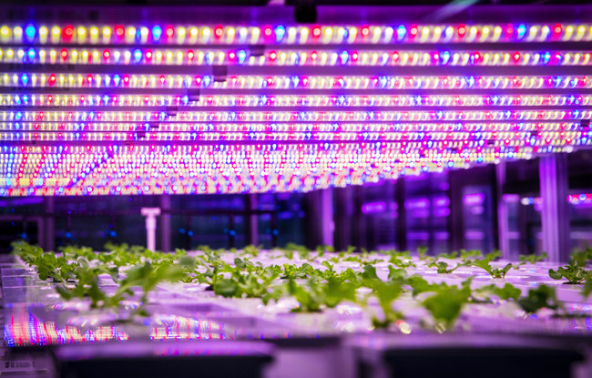 태양광 대신 LED 조명을 이용해 채소를 키우는 스마트팜 풍경. [박해윤 기자]