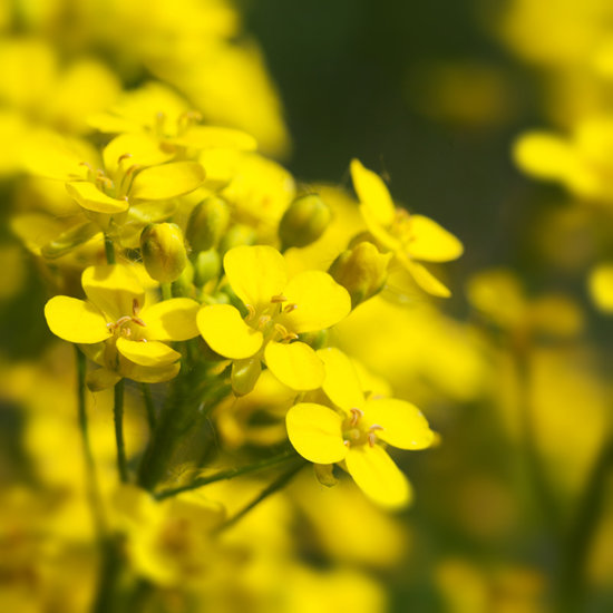 봄이 무르익는 시기, 전국 각지에서 만날 수 있는 노란 유채꽃. [GettyImage]