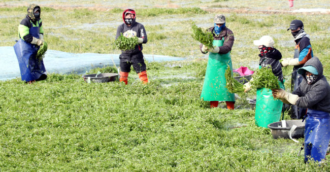 전남 나주 한 미나리 재배단지에서 농민들이 싱그러운 미나리를 수확하고 있다. [박영철 동아일보 기자]