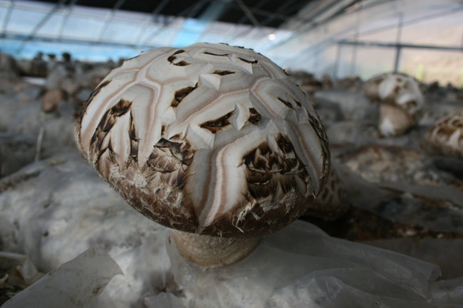백화고는 표고버섯 한 종류다. 갓 표면에 팝콘처럼 올라온 흰 부분이 잘고 많을수록 상품으로 친다. [뉴시스] 