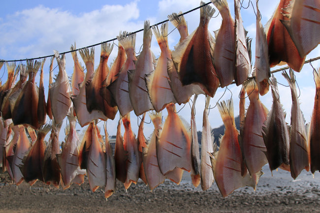 가자미는 어획량이 많고 값이 저렴해 대중적으로 사랑받는 생선이다. [Gettyimage]