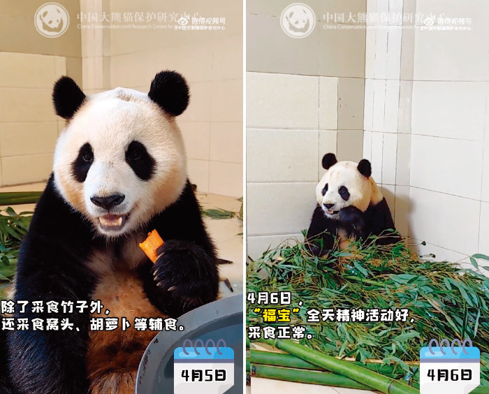 4월 5일 중국에서 푸바오가 당근을 먹고 있다. 4월 6일 대나무를 먹고 있는 푸바오. [인스타그램]
