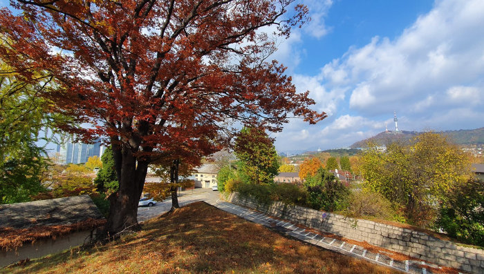 용산 미군기지 내 둔지산 느티나무 군락지에서 바라본 남산. 2019년 11월 촬영. [김홍렬]