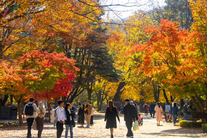 남이섬의 단풍 풍경