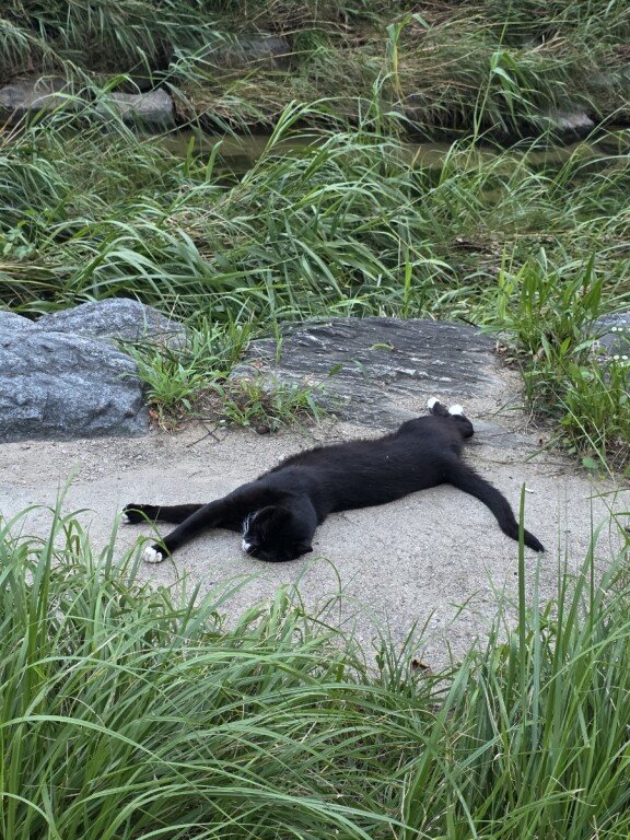 8월 5일 서울시 노원구 당현천에서 고양이 한 마리가 더위에 지쳐 누워있다. 동아DB