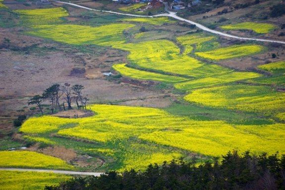 관매도 유채밭. 강제윤