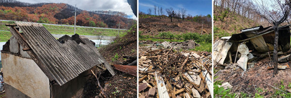 경북 영덕군의 한 마을 주택이 산불로 전소된 광경. 시간이 지나면서 집 주변 잿더미 사이에서 초록색 풀이 돋아났다. 김원효