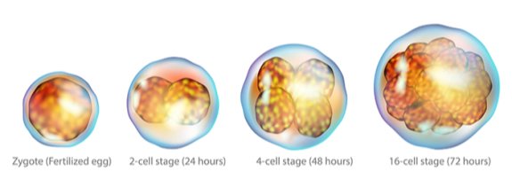 수정란의 세포분열 과정. Gettyimage