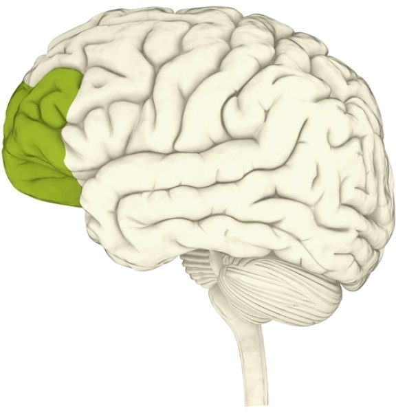포모 증후군에 빠지면 내측 전전두엽 피질(짙은 색 부분)이 과도하게 자극을 받아 끊임없는 자기 비난과 자책에 빠진다. Gettyimage