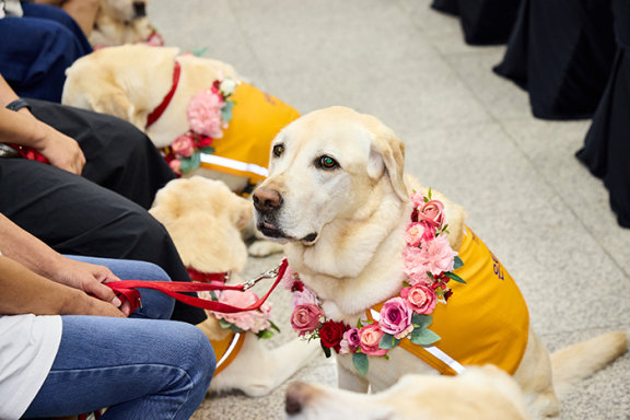 8월 26일 삼성화재 안내견학교 32주년 기념식에서 은퇴식을 한 안내견 모습. 수고했다는 의미의 화환을 두르고 있다. 삼성화재