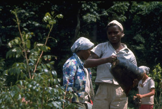 원래 커피의 원산지는 아프리카였다. 커피 농장에서 흑인 여성들이 커피열매를 수확하고 있다. Gettyimage