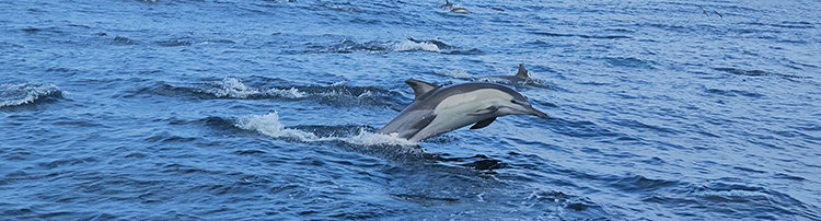 2025년 7월 12일 울산 남구 장생포 남동쪽 13km 해상에서 참돌고래떼 200여 마리가 헤엄치고 있다. 울산 남구도시관리공단