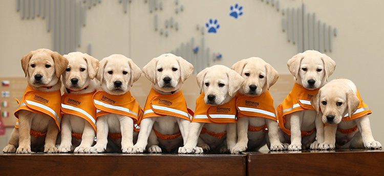 삼성은 2023년 9월 19일 경기 용인 삼성화재 안내견학교에서 안내견 사업 30주년 기념식을 개최했다. 사진은 한자리에 모여 포즈를 취한 삼성화재 안내견학교의 예비 안내견들. 삼성화재