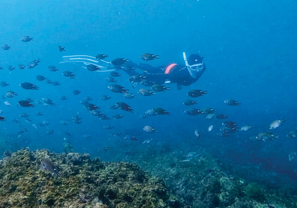 물고기와 같이 유영하는 프리다이버.