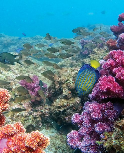 프리다이빙의 가장 큰 매력은 아름다운 바닷속을 직관할 수 있다는 것이다.