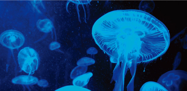 깊은 바다에서 밝게 빛나는 해파리(위).일본 화학자 시모무라 오사무가 1962년 해파리에서 형광단백질을 추출한 뒤 이 물질을 이용해 인체의 비밀을 추적하는 새로운 차원의 연구가 시작됐다.[shutterstock]
