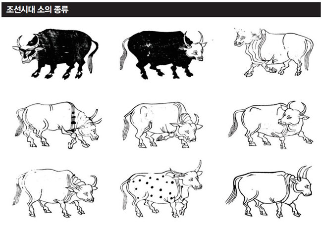 1399년 발간된 우리나라 최초 수의학서 ‘조선우마의 방’에 실린 다양한 한우들. [사진 제공 · 푸른역사]