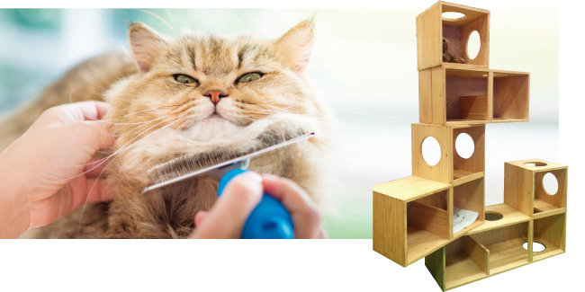고양이는 수시로 빗질을 해주는 것이 좋고, 수직 공간 놀이터를 설치해줘야 한다. [shutterstock]