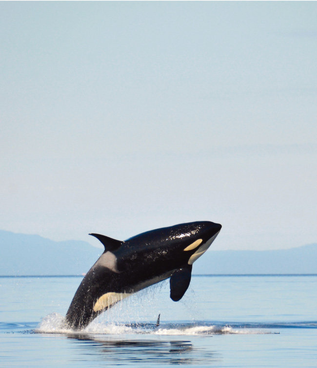 바다에서 자유롭게 헤엄치는 범고래. [shutterstock]
