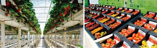 네덜란드 딸기 스마트팜의 유리온실 내부 모습.(왼쪽) 네덜란드 스마트팜의 생산성은 우리나라의 10배로 농업 경쟁력을 극대화했다. 스마트팜 수확 작물들. [사진 제공 ·푸르메재단]