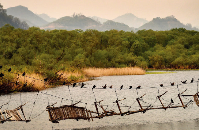 2017년 강원 철원 용양보 위에 아슬아슬하게 이어진 다리에 철새들이 줄지어 앉아 있다. 