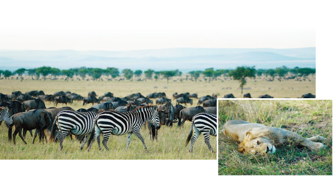 아프리카행의 동기가 된 초원의 야생동물들. 