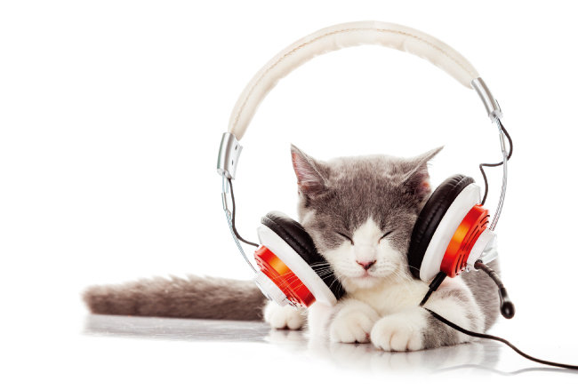 고양이도 좋아하는 음악이 있을까 : 주간동아