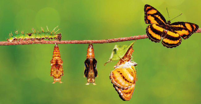 애벌레가 나비로 환골탈태할 때 남겨진 고치는 무생물이지만 변태과정에서 생명의 일부이기도 했다. [shutterstock]
