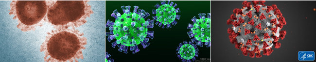 (왼쪽부터)현미경으로 촬영한 사스의 코로나바이러스, 현미경으로 촬영한 메르스의 코로나바이러스 , 현미경으로 촬영한 코로나19 현미경. [CDC Centers for Disease Control and Prevention, Wikimedia Commons]