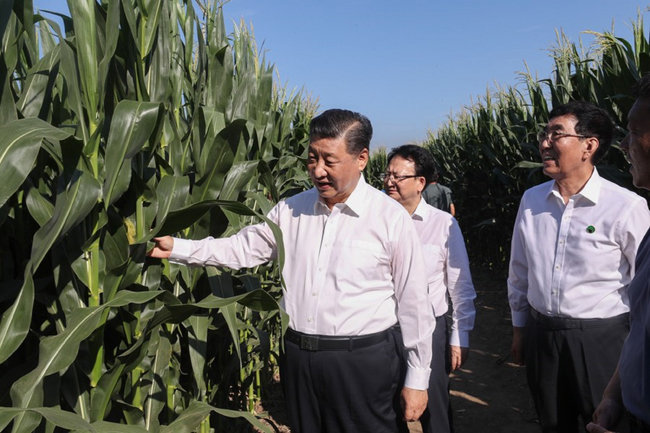 시진핑 중국 국가주석이 지린성의 옥수수 경작지를 시찰하고 있다. [CGTN]