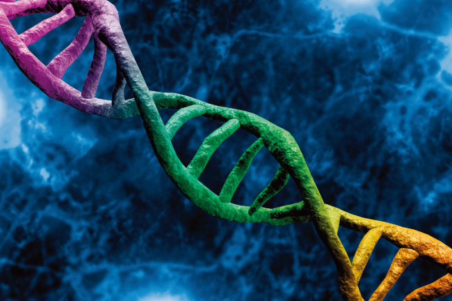 DNA를 통해 인간 수명이 언제쯤 끝날지 추론할 수 있다. [GettyImages]