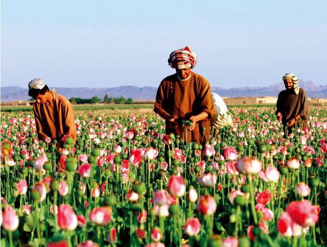 아프가니스탄 농부들이 양귀비밭에서 아편 원료를 수확하고 있다. [유엔마약범죄사무소]