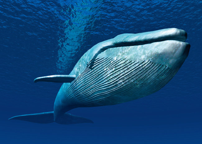 지구상에서 가장 큰 동물 대왕고래. [GETTYIMAGES]