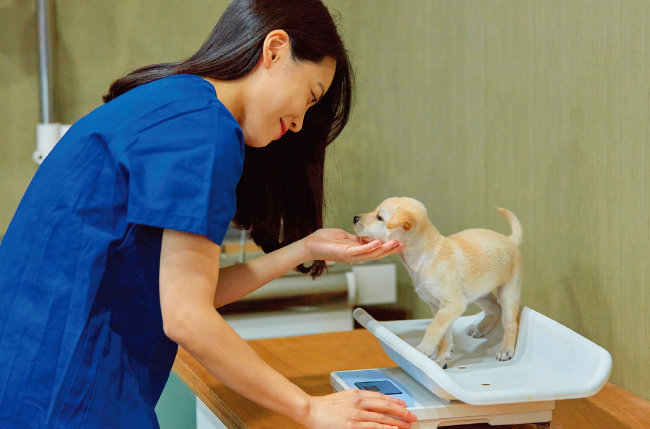 동물보건사는 동물병원에서 수의사의 진료를 보조하는 역할을 한다. [GETTYIMAGES]