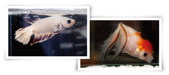 물고기병원에서 종양 제거 수술을 받고 회복중인 베타 ‘용이’(왼쪽)와 치료 후 퇴원을 앞둔 금붕어 ‘짹짹이’. [지호영 기자]