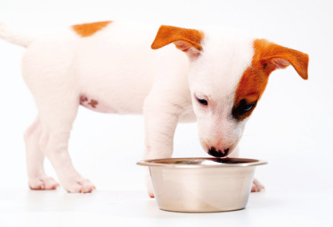 입양한 강아지가 사료를 일주일 넘게 거부할 경우 급성 저혈당을 조심해야 한다. [GettyImages]
