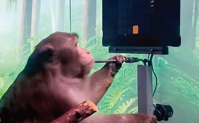 원숭이 뇌에 전자칩을 삽입해 BCI 기술을 테스트하는 실험을 하고 있다. [뉴럴링크 제공]