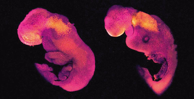 막달레나 제르니카-괴츠 교수팀이 진행한 연구에서 쥐의 자연(왼쪽) 및 합성(오른쪽) 배아는 유사한 발달 형태를 보였다. [케임브리지대 제공]
