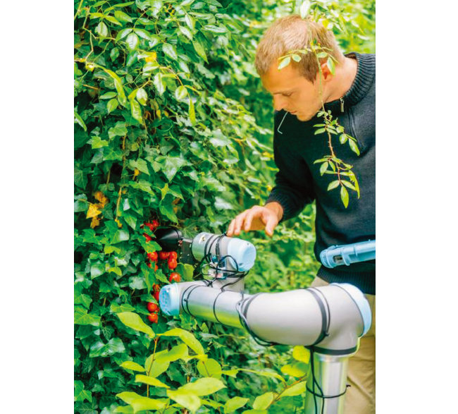 수확 기능을 시험하고 있는 토마토 수확 로봇. [스위스 로잔연방공과대 제공]