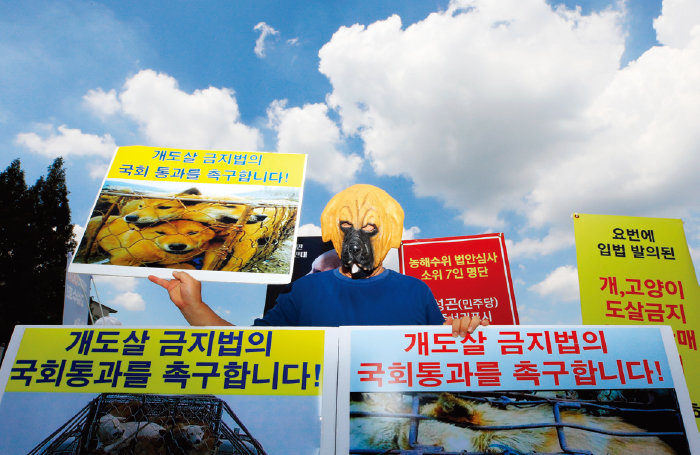 한국동물보호연합 한 회원이 서울 여의도 국회 앞에서 ‘개·고양이 도살 금지법’ 제정을 촉구하는 1인 시위를 하고 있다. [뉴스1]