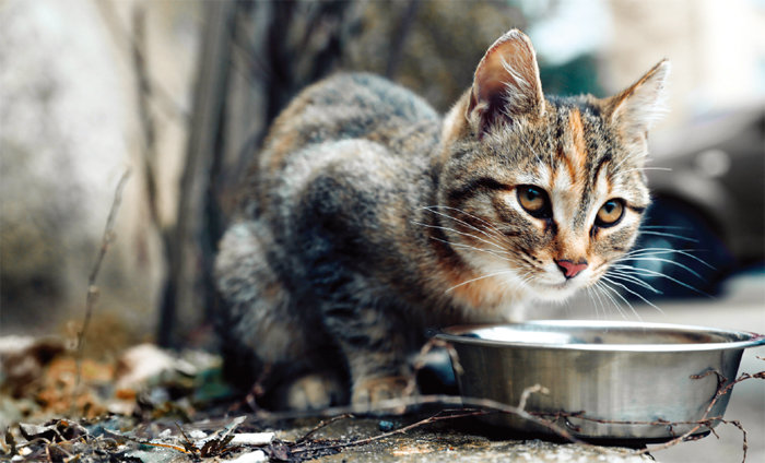 길고양이에게 먹이를 주는 행위를 두고 이웃 간 갈등이 자주 발생하고 있다. [GETTYIMAGES]