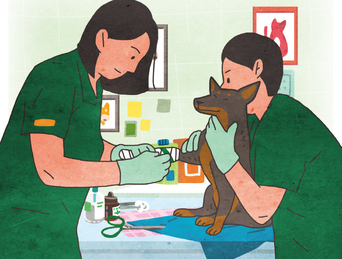 동물병원이 진료과목별로 분화하면서 ‘전문동물병원’이 증가하고 있다. [GETTYIMAGES]