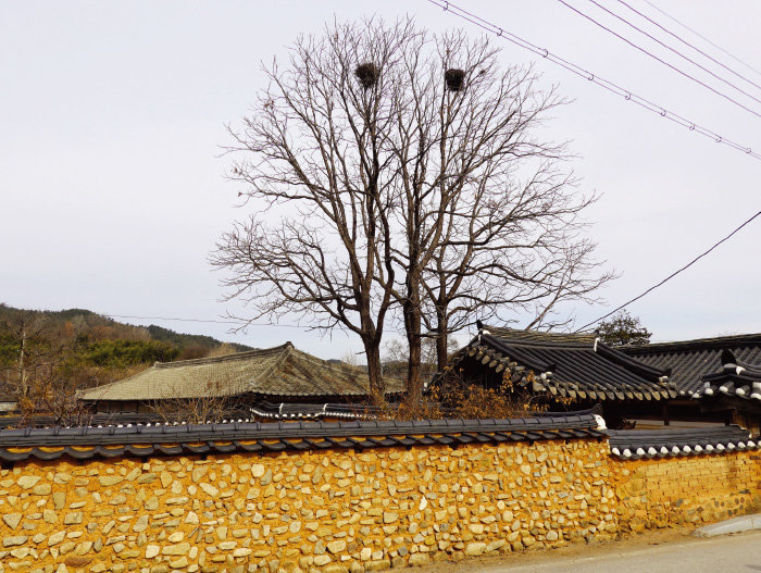 전북 익산군 함라마을의 전통 부잣집 마당 나뭇가지에 까치들이 둥지를 틀었다. [안영배 제공]