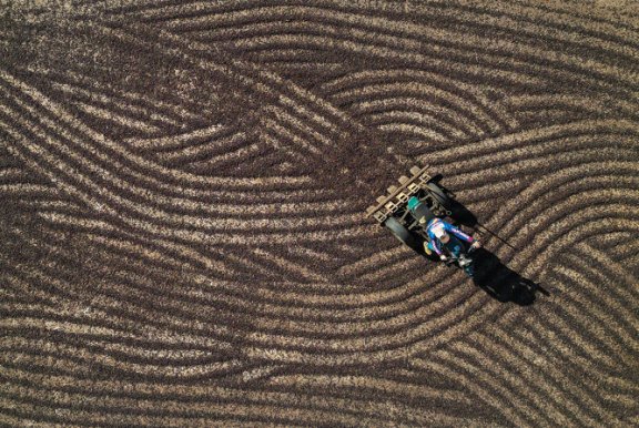 브라질은 세계 최대 커피 생산국이다. 뉴시스