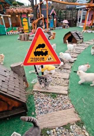 Z세대 사이에서 입소문이 난 유기묘 쉼터 ‘고양이역’. 인스타그램 ‘고양이역’ 계정 캡처